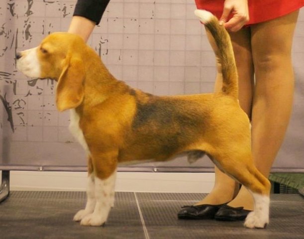 lublin - best puppy 6
